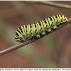 pap machaon larva12 kher